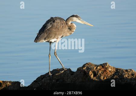 Great Blue Heron cerca cibo su Little Talbot Island, Florida Foto Stock