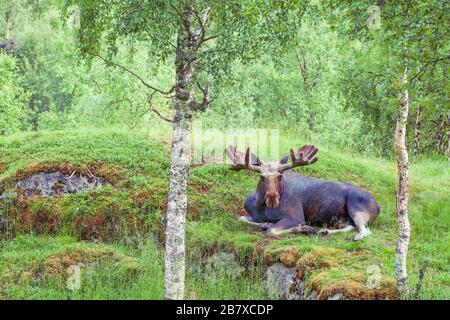 Alci di toro (alces) che posano in una foresta sull'erba. Le sue nuove corna sono in crescita e ricoperte di morbida pelliccia di velluto Foto Stock