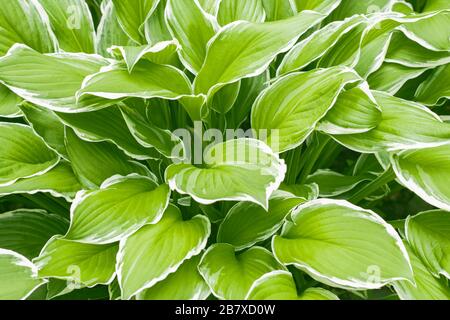 Hosta Funkia, gigli piantagono nel giardino. Ampia sposa Hosta, Lily Plantain. Texture di sfondo Foto Stock