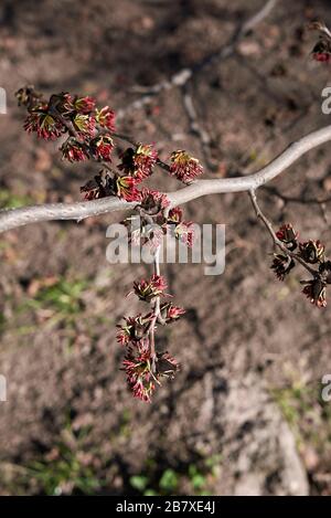 Infiorescenza di Parrotia perica Foto Stock