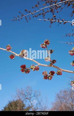 Infiorescenza di Parrotia perica Foto Stock