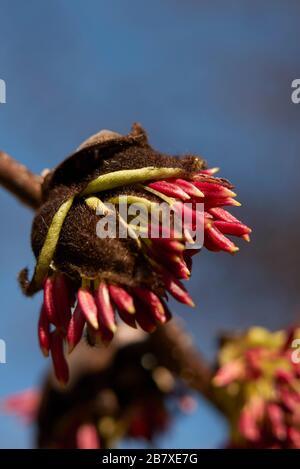 Infiorescenza di Parrotia perica Foto Stock