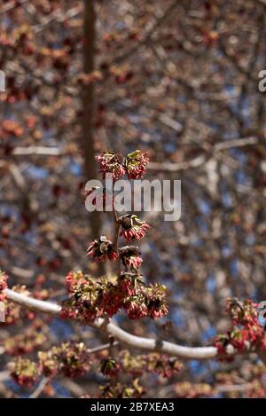 Infiorescenza di Parrotia perica Foto Stock