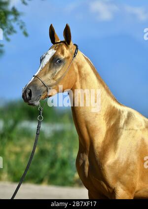Golden palomino Akhal Teke cavallo ritratto con occhio blu in mostra halter posa all'esterno in estate. Foto Stock
