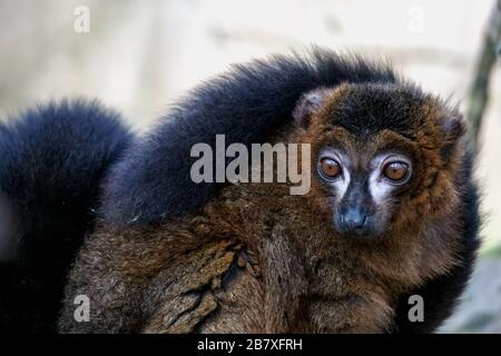 Ampio occhio Limur Nero (Eulemur macaco) guardare allerta Foto Stock