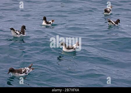 Petrels del capo al largo della costa della Nuova Zelanda Foto Stock