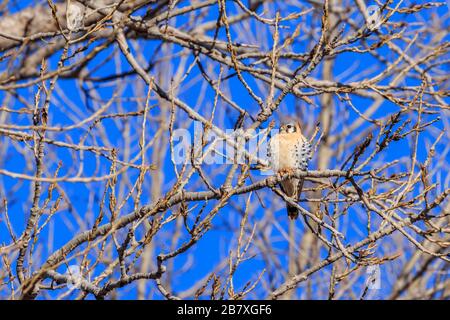 Kestrel americano (Falco sparverius) arroccato in un albero Foto Stock