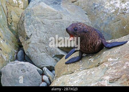 Nuova Zelanda fur cuccia foca chiamata mamma Foto Stock