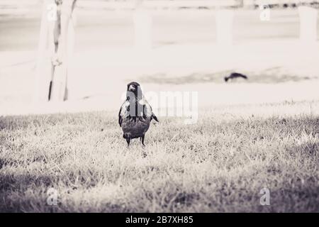 Corvo in piedi su una zona di erba nel parco e guardando la macchina fotografica. Messa a fuoco selettiva in bianco e nero vintage. Foto Stock