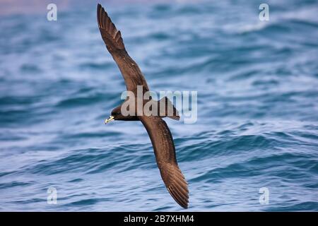 Petrel bianco-chined in volo al largo della costa della Nuova Zelanda Foto Stock