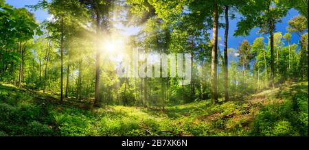 Scenografica foresta di alberi decidui, con cielo blu e il sole luminoso che illumina il verde vibrante fogliame, vista panoramica Foto Stock