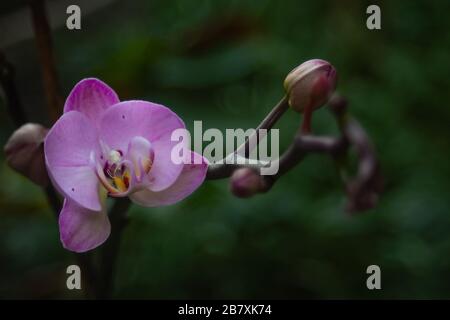 Fiore porpora orchidea primo piano su uno sfondo verde con un ramo e un germoglio Foto Stock