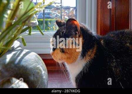 Profilo di una tartaruga gatto conchiglia dormire in un davanzale della finestra Foto Stock