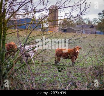 Passais, Francia, 2020 febbraio, vista di giovani tori (manzi), Charolais e Salers corse in un campo in inverno Foto Stock