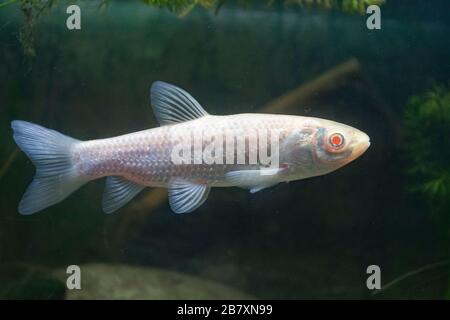 Erba Carp, Ctenopharyngodon idella, albino adulto, Nottinghamshire, marzo Foto Stock