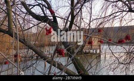 Bacche rosse su un albero sopra l'acqua. Un gazebo di legno galleggia su un fiume. Mazzi di viburnum, il paesaggio nazionale dell'Ucraina. Folklore vista, paesaggio Foto Stock