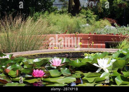 Un giardino all'aperto con gigli d'acqua rosa e bianca circondato da erbe, piante e fiori Foto Stock