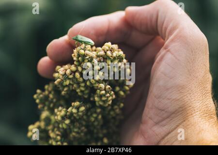 Coltivatore che esamina il raccolto bicolore di Sorghum in campo con bug di stink, primo piano di mano maschile Foto Stock