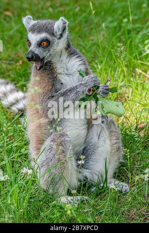 Ritratto di divertenti lemuri malgascio a coda di anello in verde all'aperto godendo l'estate, primo piano, dettagli Foto Stock