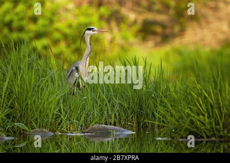 Attento airone grigio nascosto in alta erba verde vicino al fiume al tramonto in estate. Foto Stock