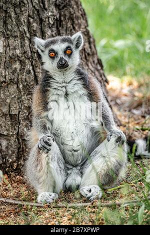 Ritratto di divertenti lemuri malgascio a coda di anello in verde all'aperto godendo l'estate, primo piano, dettagli Foto Stock