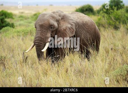 Resrve Amboseli elefanti foto Laurent Lairys / DPPI Foto Stock
