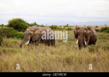 Resrve Amboseli elefanti foto Laurent Lairys / DPPI Foto Stock
