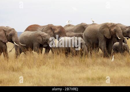 Resrve Amboseli elefanti foto Laurent Lairys / DPPI Foto Stock