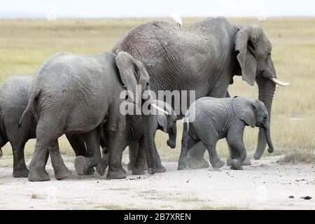 Resrve Amboseli elefanti foto Laurent Lairys / DPPI Foto Stock