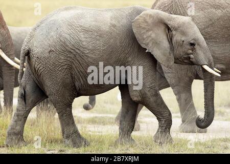 Resrve Amboseli elefanti foto Laurent Lairys / DPPI Foto Stock
