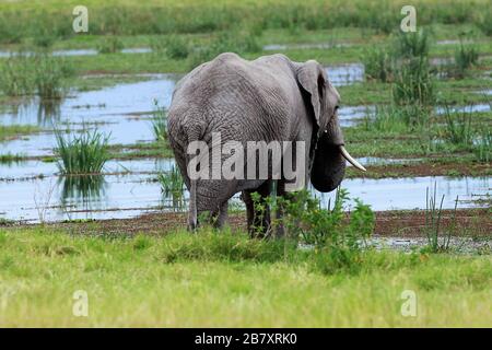 Resrve Amboseli elefanti foto Laurent Lairys / DPPI Foto Stock