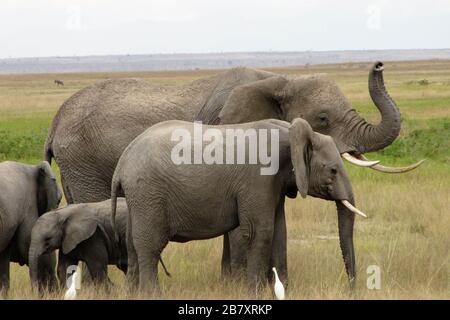 Resrve Amboseli elefanti foto Laurent Lairys / DPPI Foto Stock