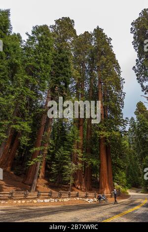 Un uomo che prende una foto di una sequoia gigante, che cresce lungo la Generals Highway, Kings Canyon National Park, California. Foto Stock