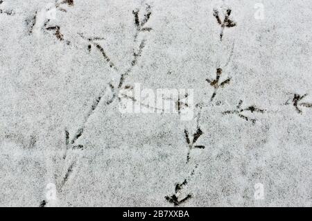 tracce di uccelli in primo piano sulla neve. impronte sulla neve. Paesaggio invernale. Foto Stock