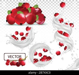 3D realistico spruzzi di latte con frutti di bosco al ribes rosso. Yogurt con frutta fresca. Spruzzi diversi. Cocktail al latte. Illustrazione vettoriale Illustrazione Vettoriale