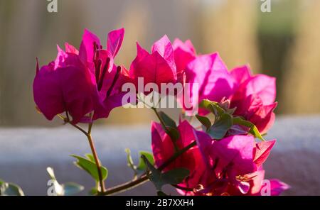 Il bugainvillea brillante in fiore crea gli accenti colorati del paesaggio domestico in una vite ornamentale popolare con le foglie flower-like Foto Stock