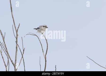 Gamberetto settentrionale (Lanius borealis borealis) in inverno Foto Stock