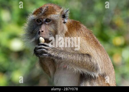 Un macaque mangia un'arachidi a Langkawi in Malesia Foto Stock