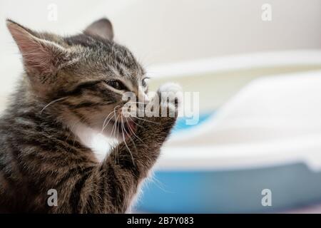 Un simpatico gattino tabby lava la sua zampa dopo aver visitato la sua scatola di cucciolata. Concetto di igiene e igiene Cat. Foto Stock