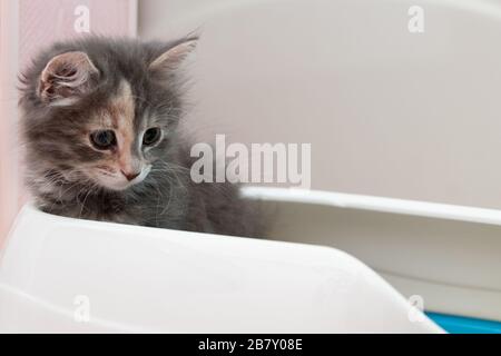 Carino gattino grigio è seduto nella sua lettiera. Addestrando un gattino alla toletta Foto Stock