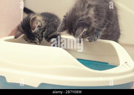 Due gattini carini stanno sedendo vicino alla loro scatola della figliata. Gattini di addestramento alla toletta Foto Stock