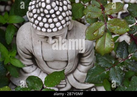 Figura di Buddha di pietra tra i cespugli di rosa dopo la pioggia Foto Stock