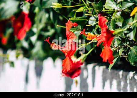 Limassol Cipro 18 marzo 2020 Vista dei fiori che crescono nelle strade di Limassol a Cipro Foto Stock