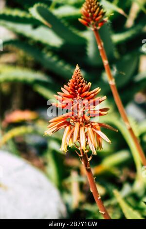 Limassol Cipro 18 marzo 2020 Vista dei fiori che crescono nelle strade di Limassol a Cipro Foto Stock