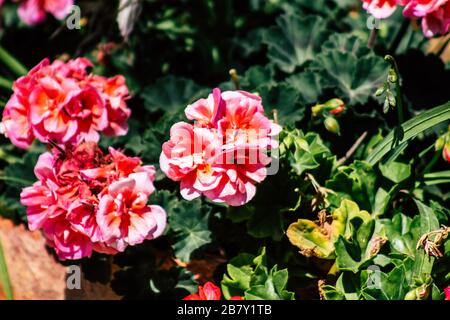 Limassol Cipro 18 marzo 2020 Vista dei fiori che crescono nelle strade di Limassol a Cipro Foto Stock