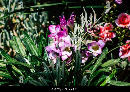 Limassol Cipro 18 marzo 2020 Vista dei fiori che crescono nelle strade di Limassol a Cipro Foto Stock