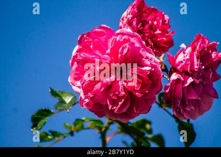 Limassol Cipro 18 marzo 2020 Vista dei fiori che crescono nelle strade di Limassol a Cipro Foto Stock