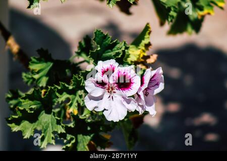 Limassol Cipro 18 marzo 2020 Vista dei fiori che crescono nelle strade di Limassol a Cipro Foto Stock