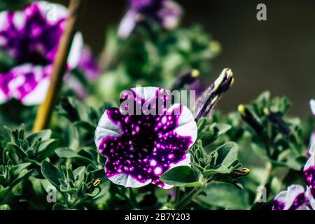 Limassol Cipro 18 marzo 2020 Vista dei fiori che crescono nelle strade di Limassol a Cipro Foto Stock