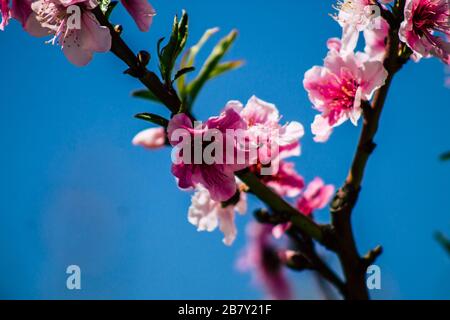 Limassol Cipro 18 marzo 2020 Vista dei fiori che crescono nelle strade di Limassol a Cipro Foto Stock
